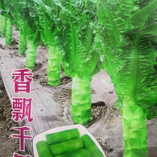 武汉耐高温莴笋种子高温38度生长良好长尖叶三青皮莴笋