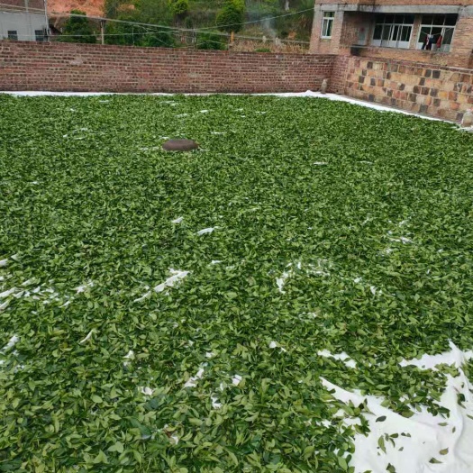 安溪县白毫乌龙茶  乌龙茶