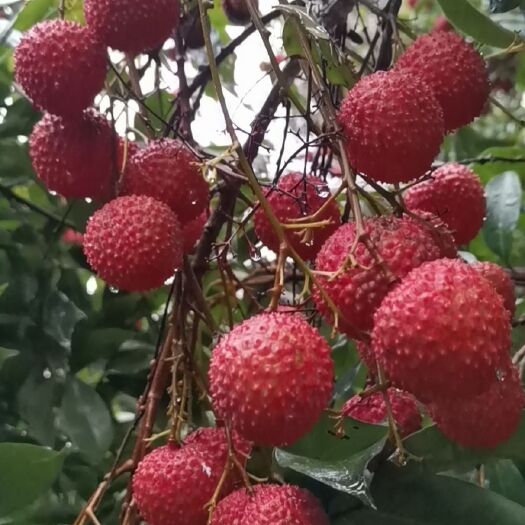 桂平市桂味荔枝 广西壮族自治区贵港市桂平市 