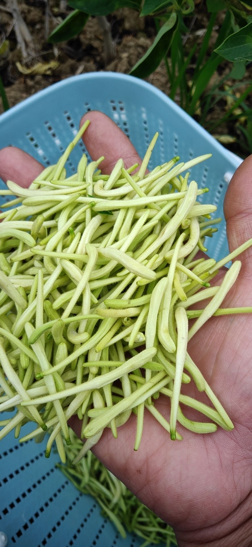 苗圃 金银花基地