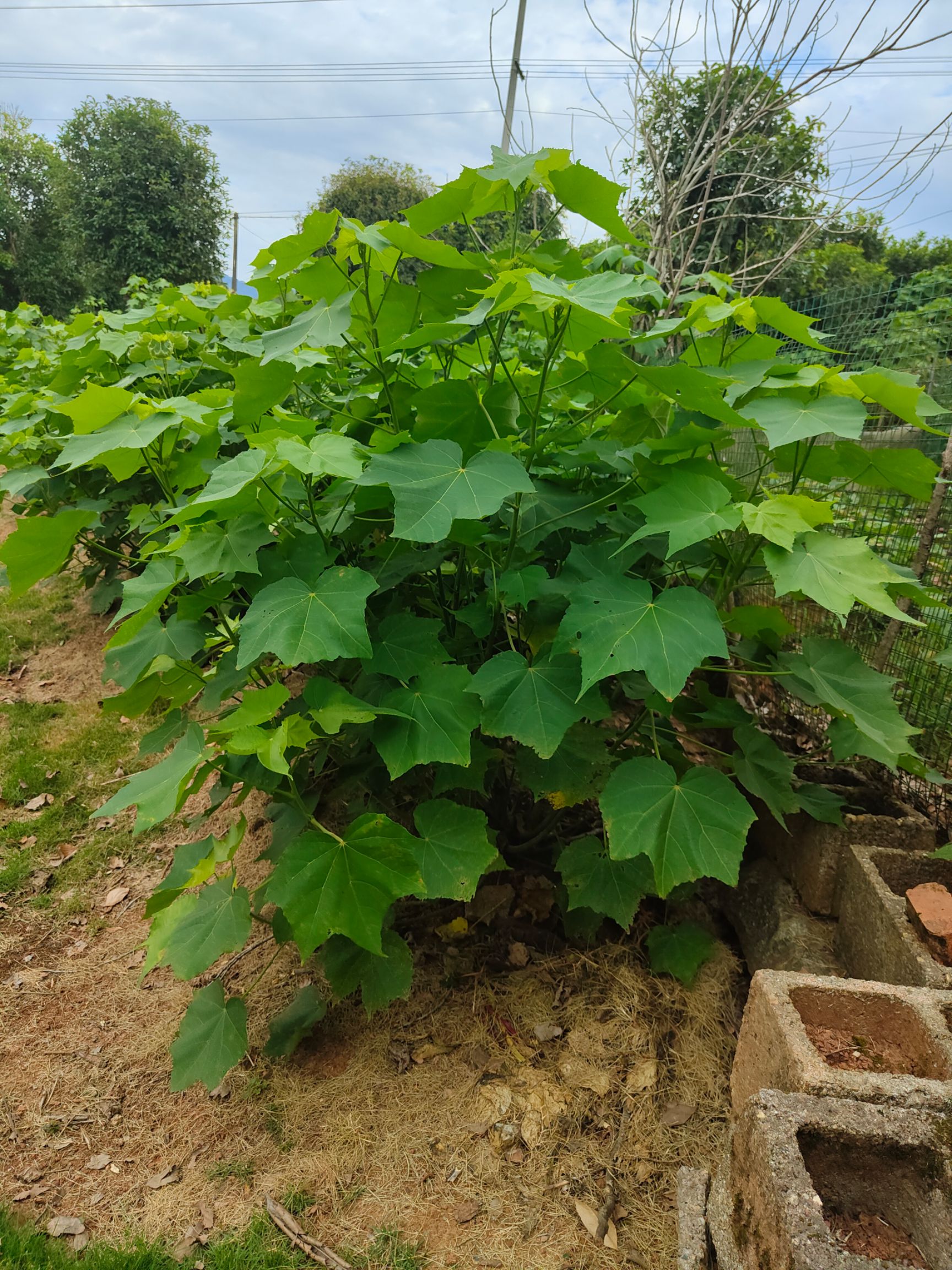 芙蓉花  木芙蓉  丛生芙蓉高80/200cm   冠50/150cm