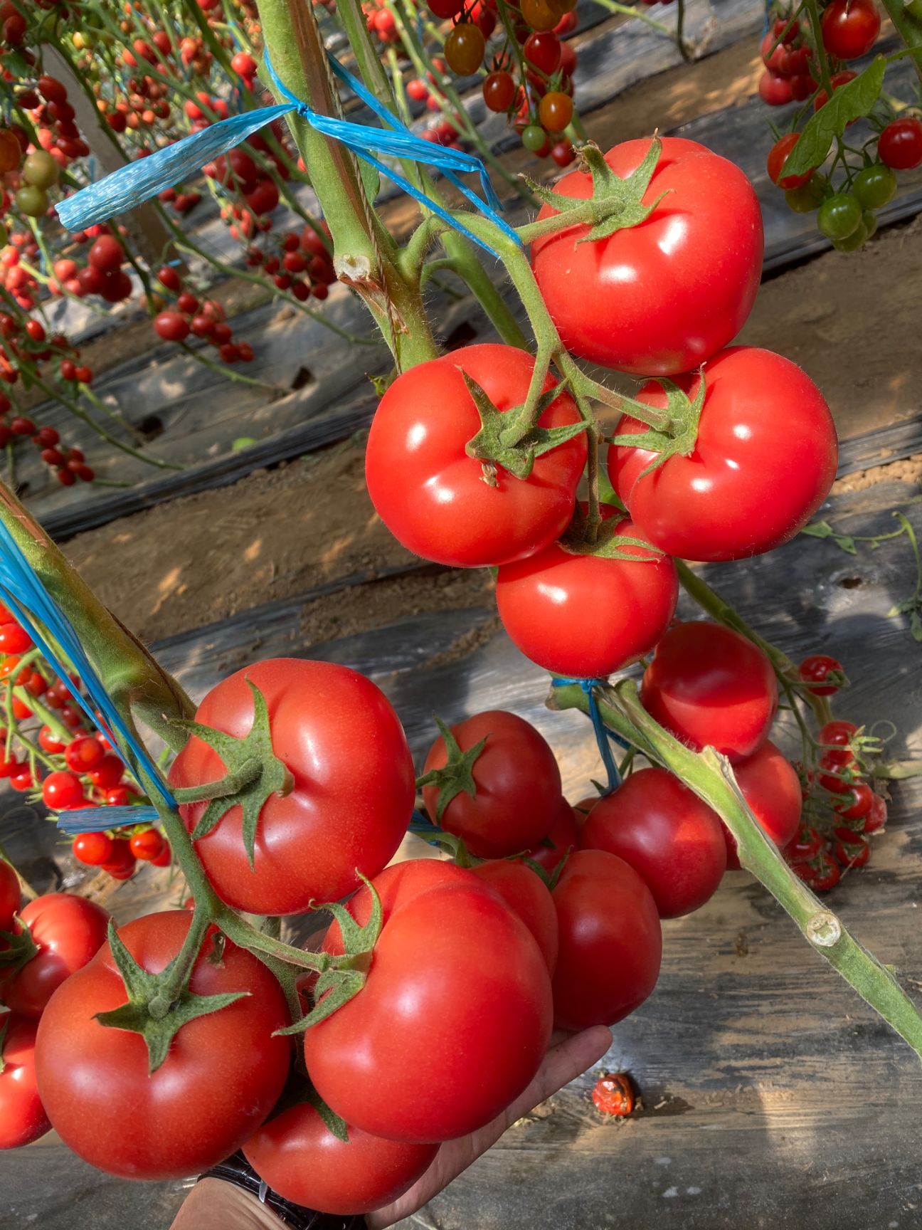 粉果番茄苗 西红柿苗 大果 产量高 抗性全 好管理