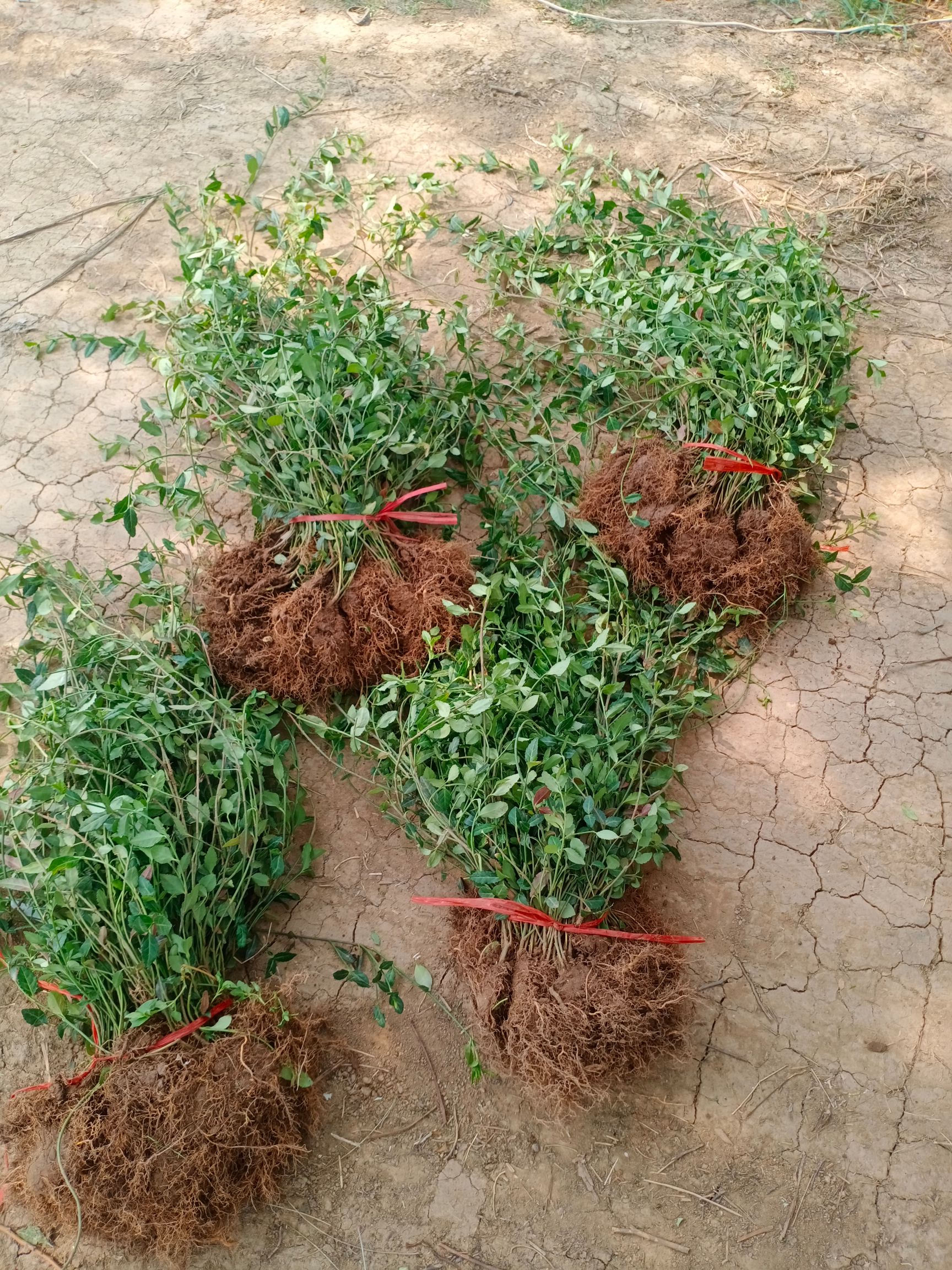 小叶扶芳藤 小叶扶方滕