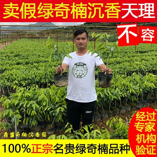 茂名奇楠沉香树  一代绿奇楠《红金猊    糖结  蓝宝石》名贵奇楠沉香品种