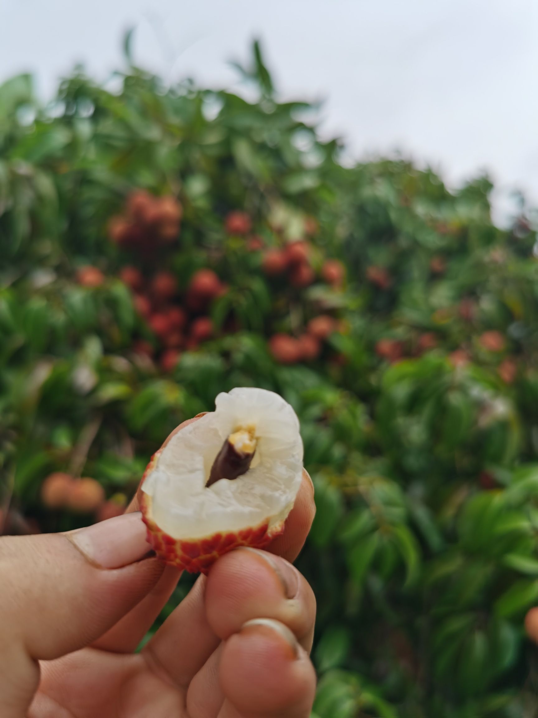 糯米糍荔枝 300年的香荔老树。