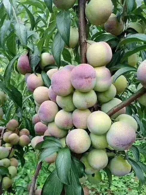 绥江县绥江半边红李子