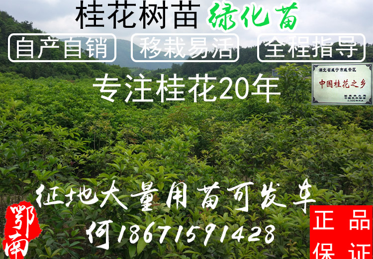 桂花树苗金桂丹桂四季桂庭院绿化八月桂树苗地栽园林工程浓香花卉