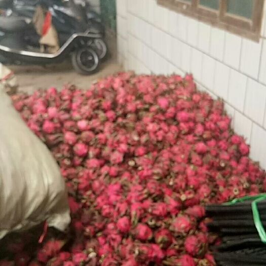遂溪县 加工火龙果，