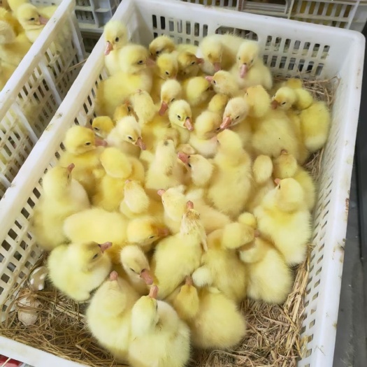 建湖县三花鹅苗  质量杠杠的