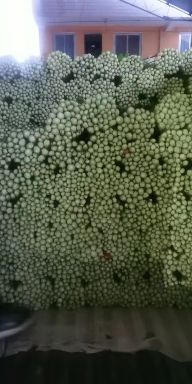 毛芹  甘肃兰州定西高原夏菜精品芹菜