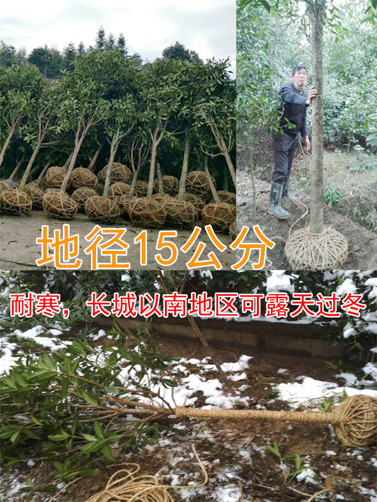 金桂桂花树大树庭院地栽浓香型八月桂室外开花浓香型绿化大工程树