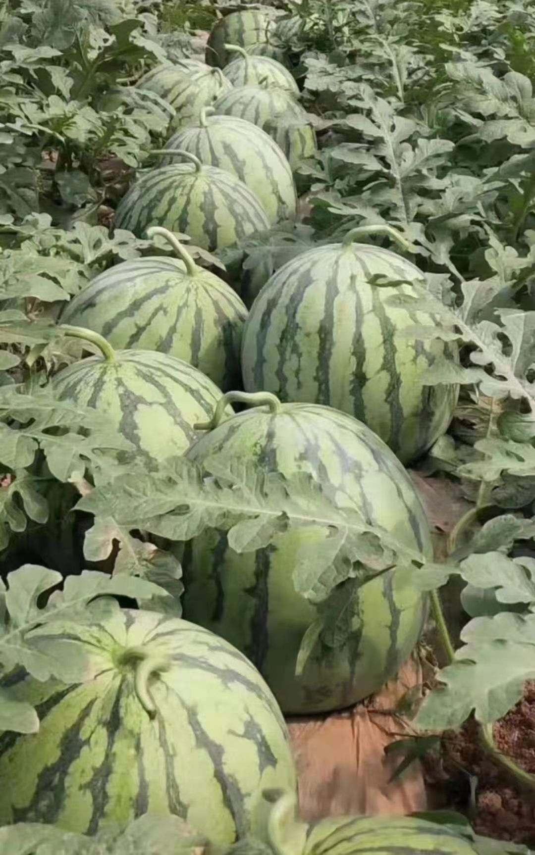 甜王西瓜苗 西瓜苗 嫁接自根西瓜苗 大红瓤 短椭圆形大西瓜苗