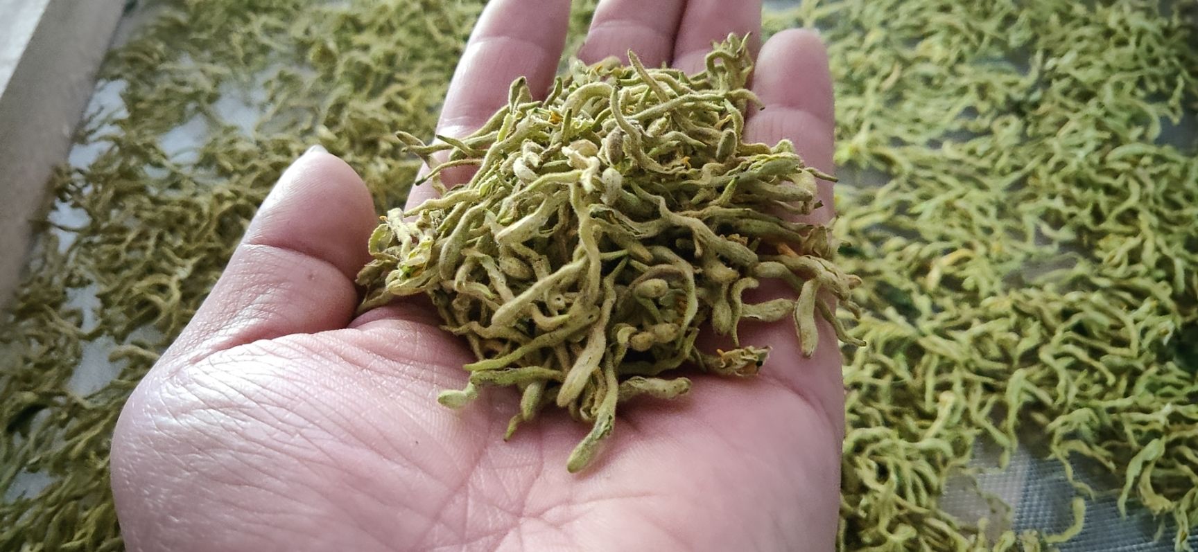 苗圃 金银花基地