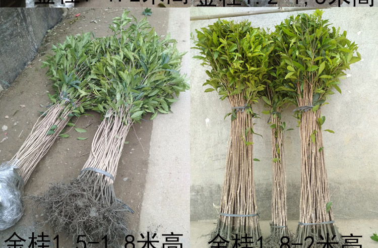 桂花树苗金桂丹桂四季桂庭院绿化八月桂树苗地栽园林工程浓香花卉