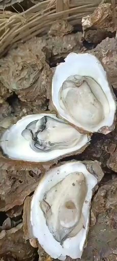 钦州蚝  钦州港大蚝