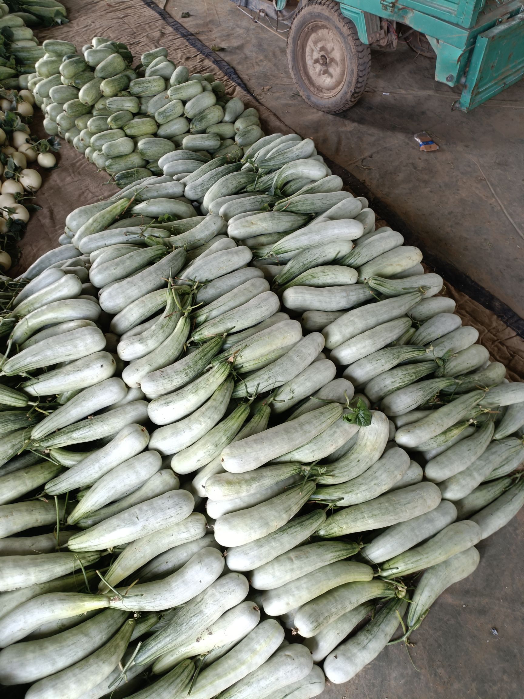 羊角蜜甜瓜  费县羊角脆大量上市