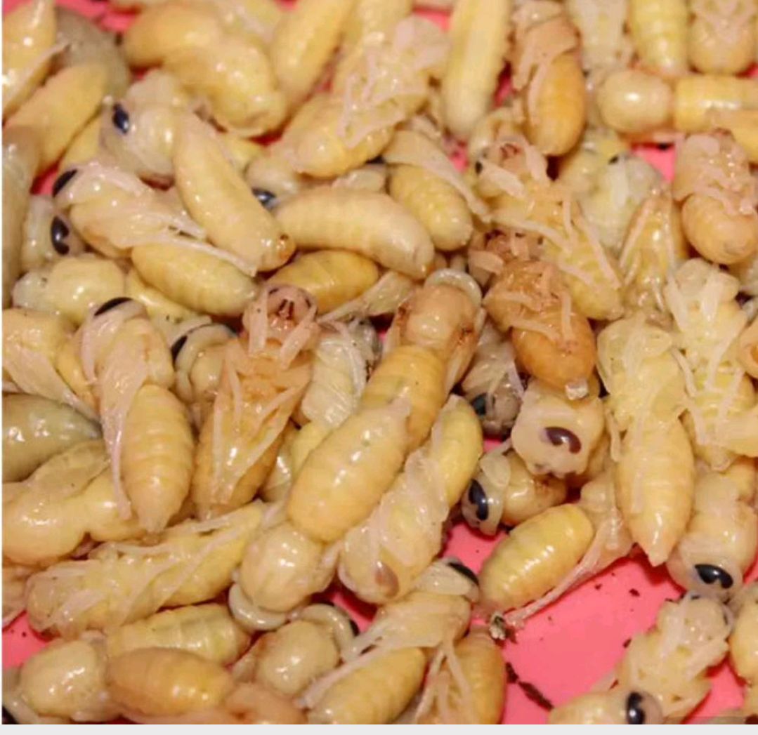 马蜂蛹  蜂蛹，鲜活带巢。冻品长年有货