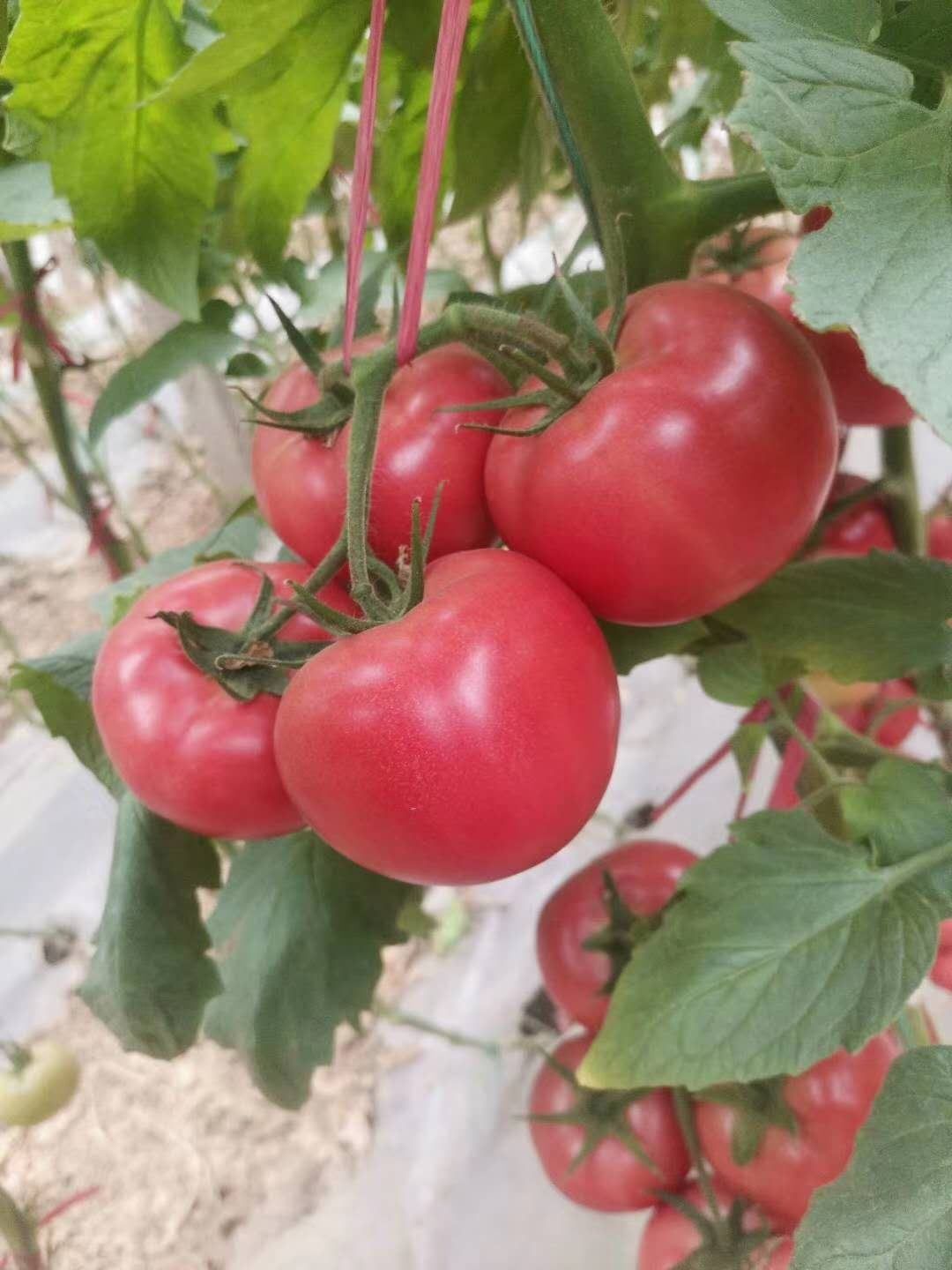 硬粉番茄苗  西红柿苗 抗病毒抗灰叶斑病毒 抗TY病毒 产量高易座果