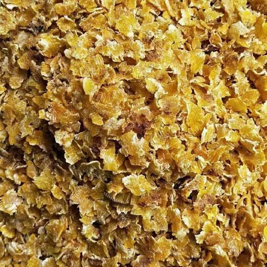 哈尔滨 蒸汽压片玉米 熟化率70 适用于奶牛羊 营养成分好易吸收