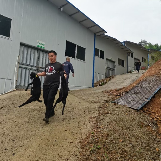 常德 沧山黑山羊 繁殖强 肉质好  血统纯