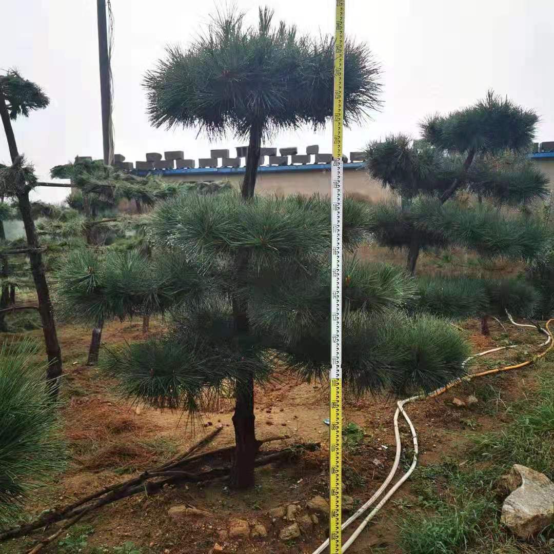 10公分造型黑松，价格优惠，基地直销
