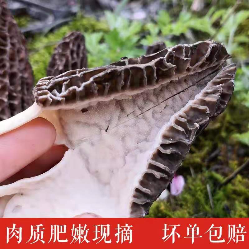 2021特级商南土特产新羊肚菌干货菌类煲汤味美肉厚500g