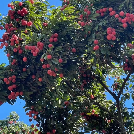 深圳广东深圳直发桂味荔枝新鲜采摘当季水果顺丰空运包邮一件代发采集