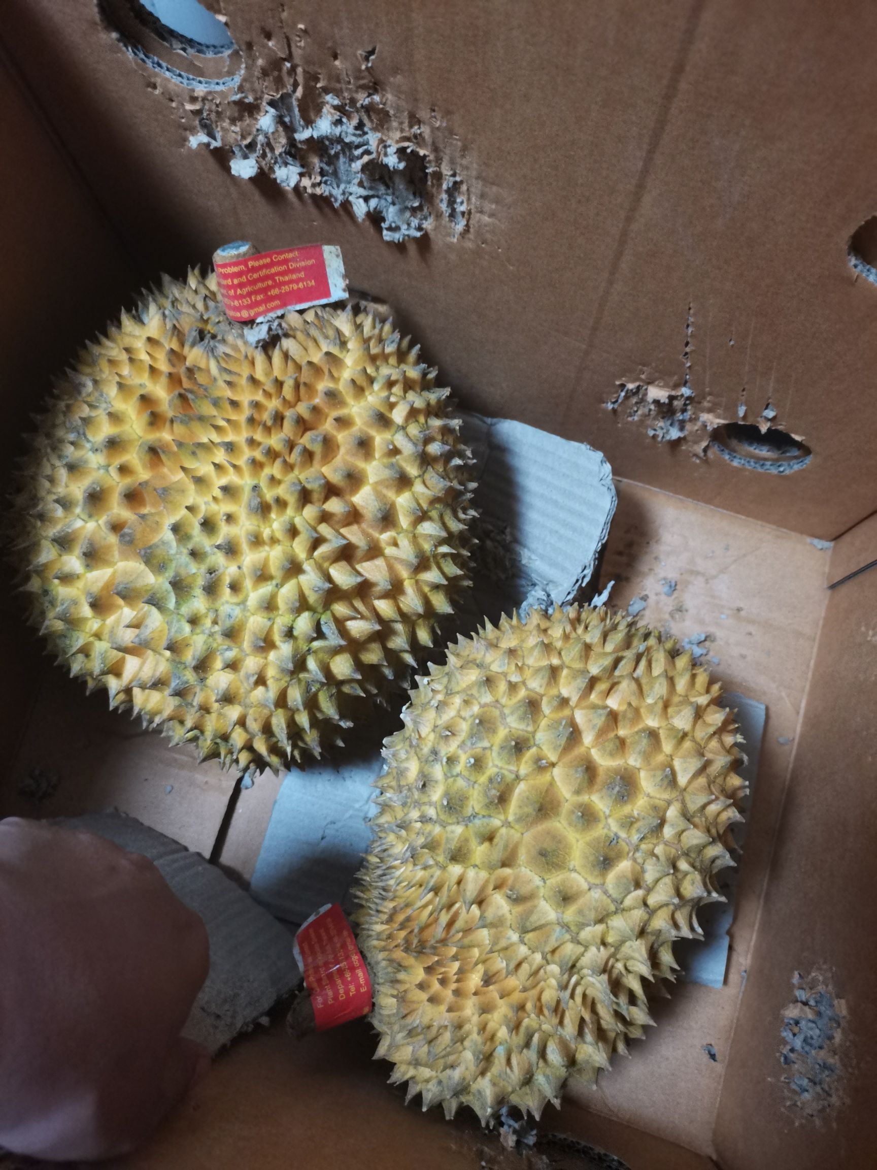 干尧榴莲  0长柄榴莲，32斤净重，需要的抓紧联系我