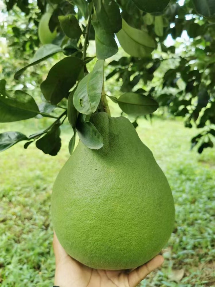 新品种泰国红宝石青柚树苗泰国青柚越南翡翠青柚苗南方种植盆地栽