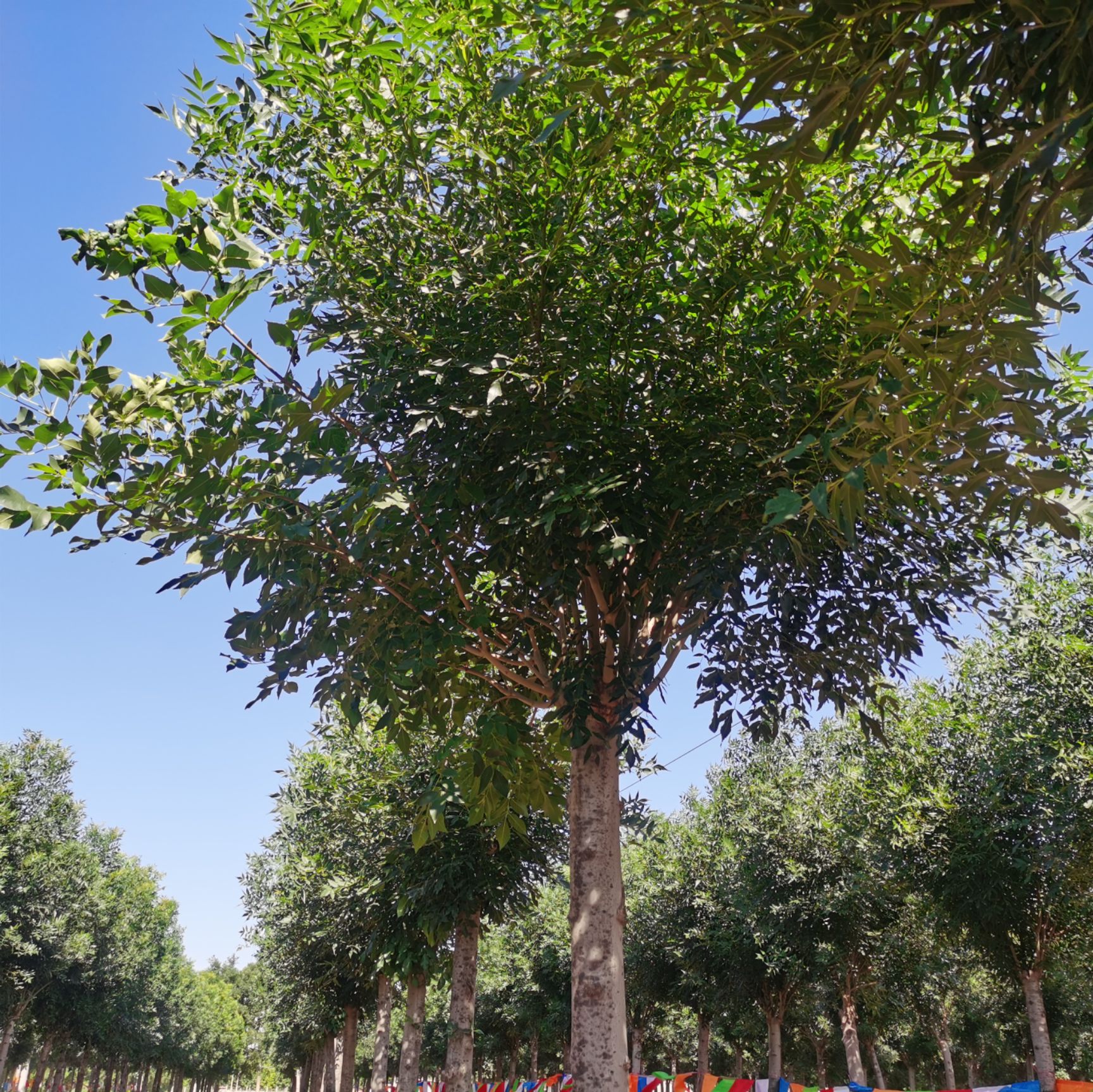 小叶秋紫白蜡，11公分到12公分，2.6米高。