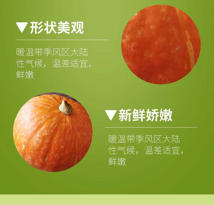 山东红皮红魔金贝贝南瓜
