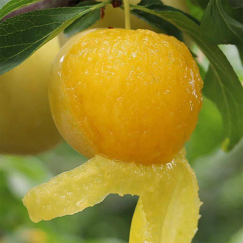 四川汉源桃花李黄金李个大汁甜度高