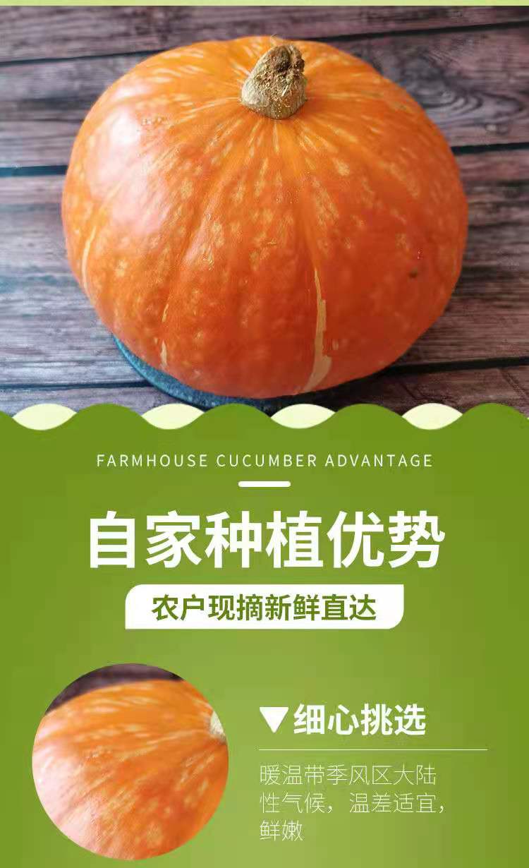 山东红皮红魔金贝贝南瓜