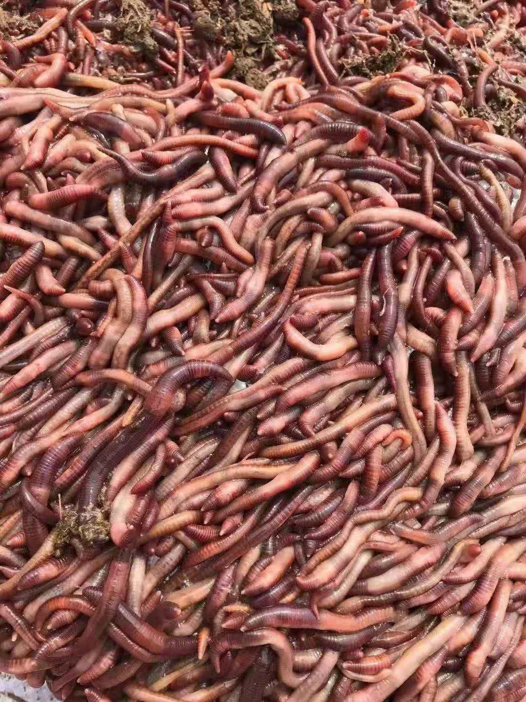 太平蚯蚓  纯牛粪蚯蚓长年有货！冷冻蚯蚓，蚯蚓干，盒装蚯蚓，