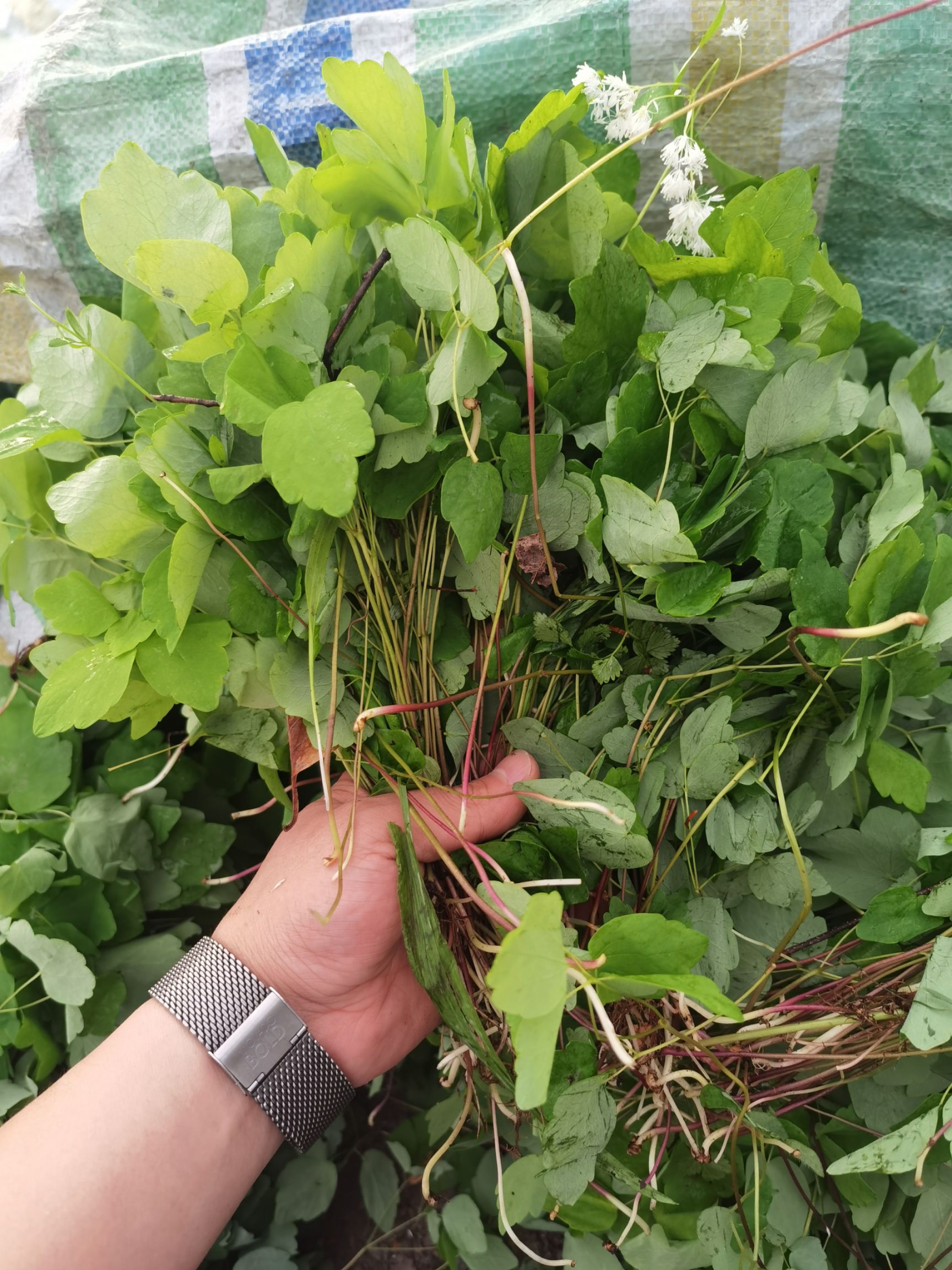 小叶淫羊霍