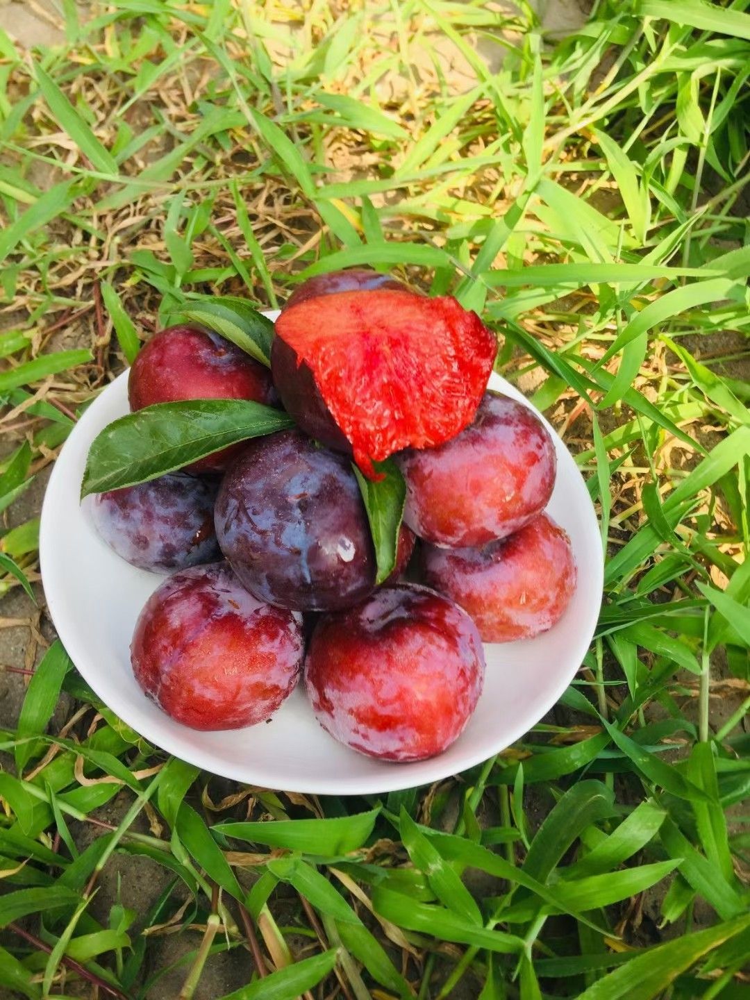 陕西新鲜红肉玫瑰血丝李子