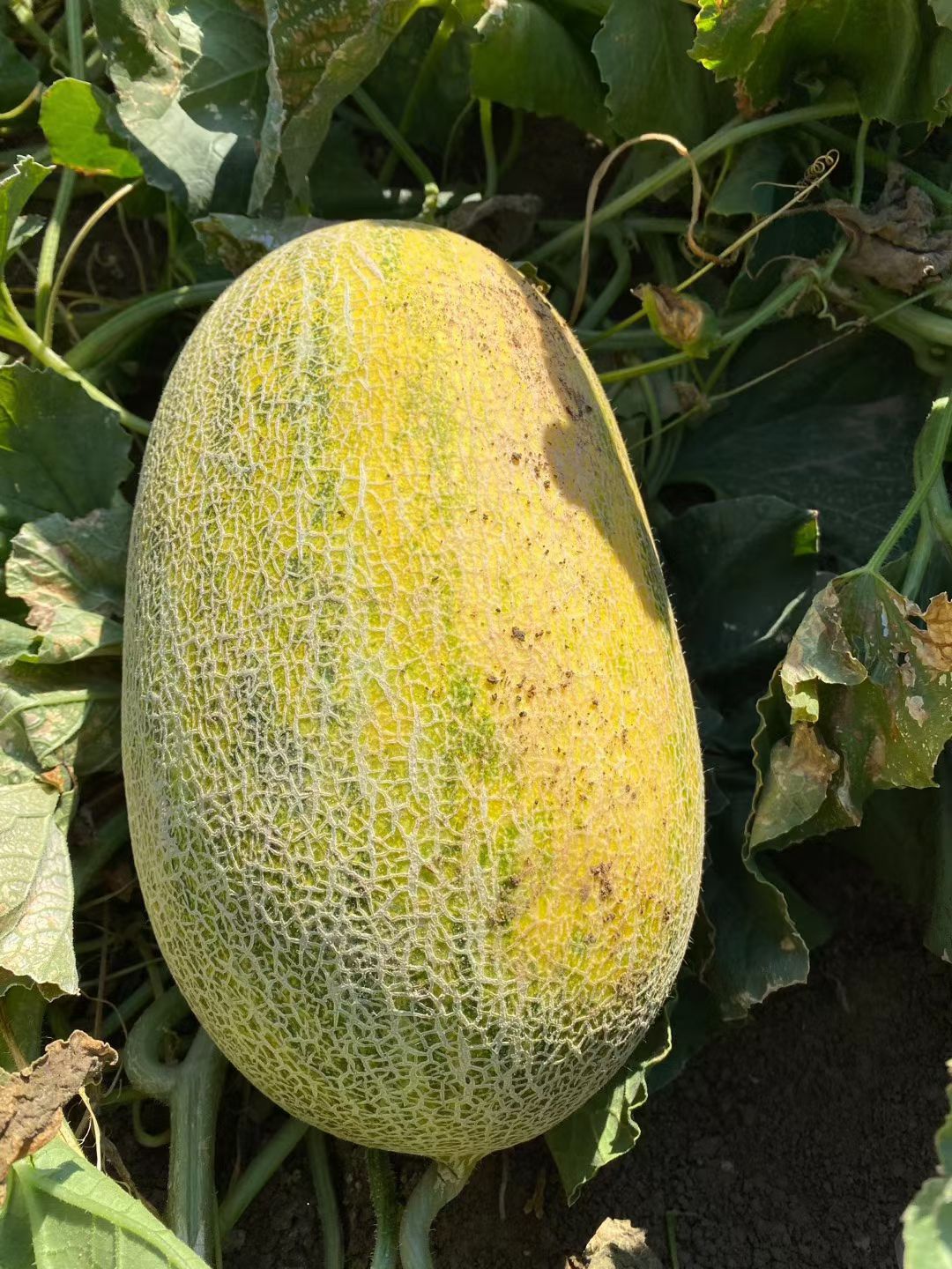 八六王哈密瓜  淖毛湖86王精品哈密瓜