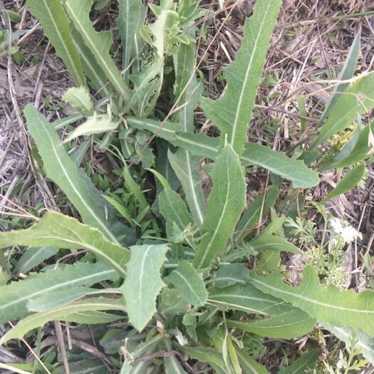 无棣县菥蓂  北败酱草    原产地，量大，质优。