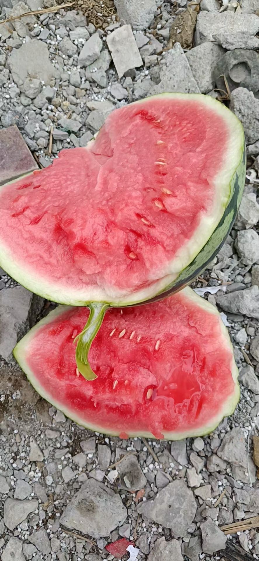  美都西瓜，头茬大量上市