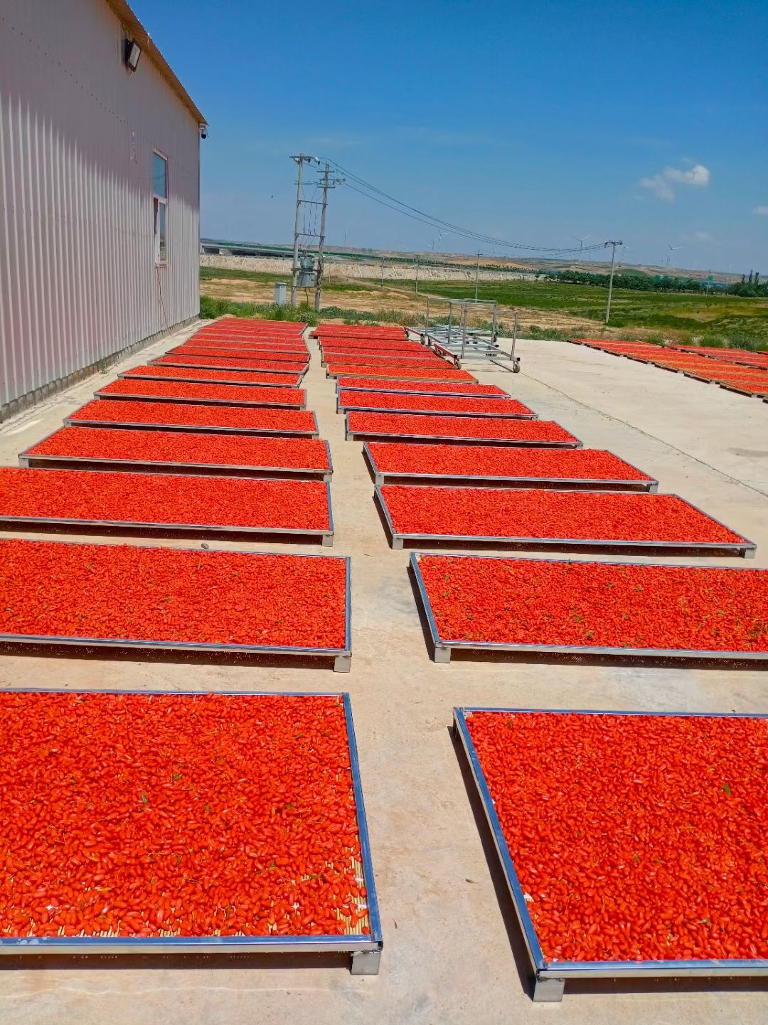 红枸杞  宁夏鲜枸杞，有需要的抓紧联系