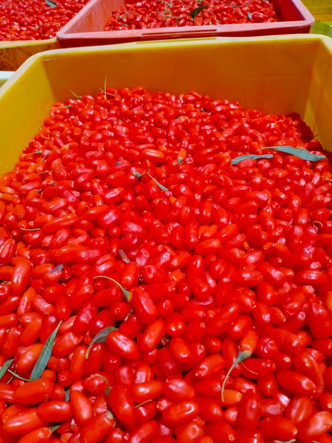 红枸杞  宁夏鲜枸杞，有需要的抓紧联系