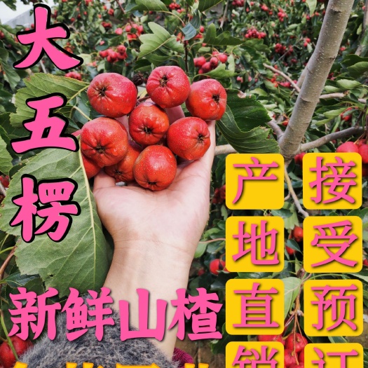 长沙大五棱山楂  新鲜不化糖的山楂