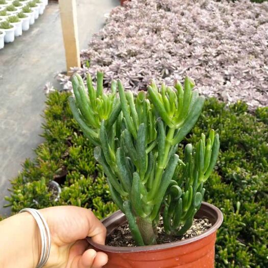 昆明160杯吸财树，基地直销欢迎各位老板选购