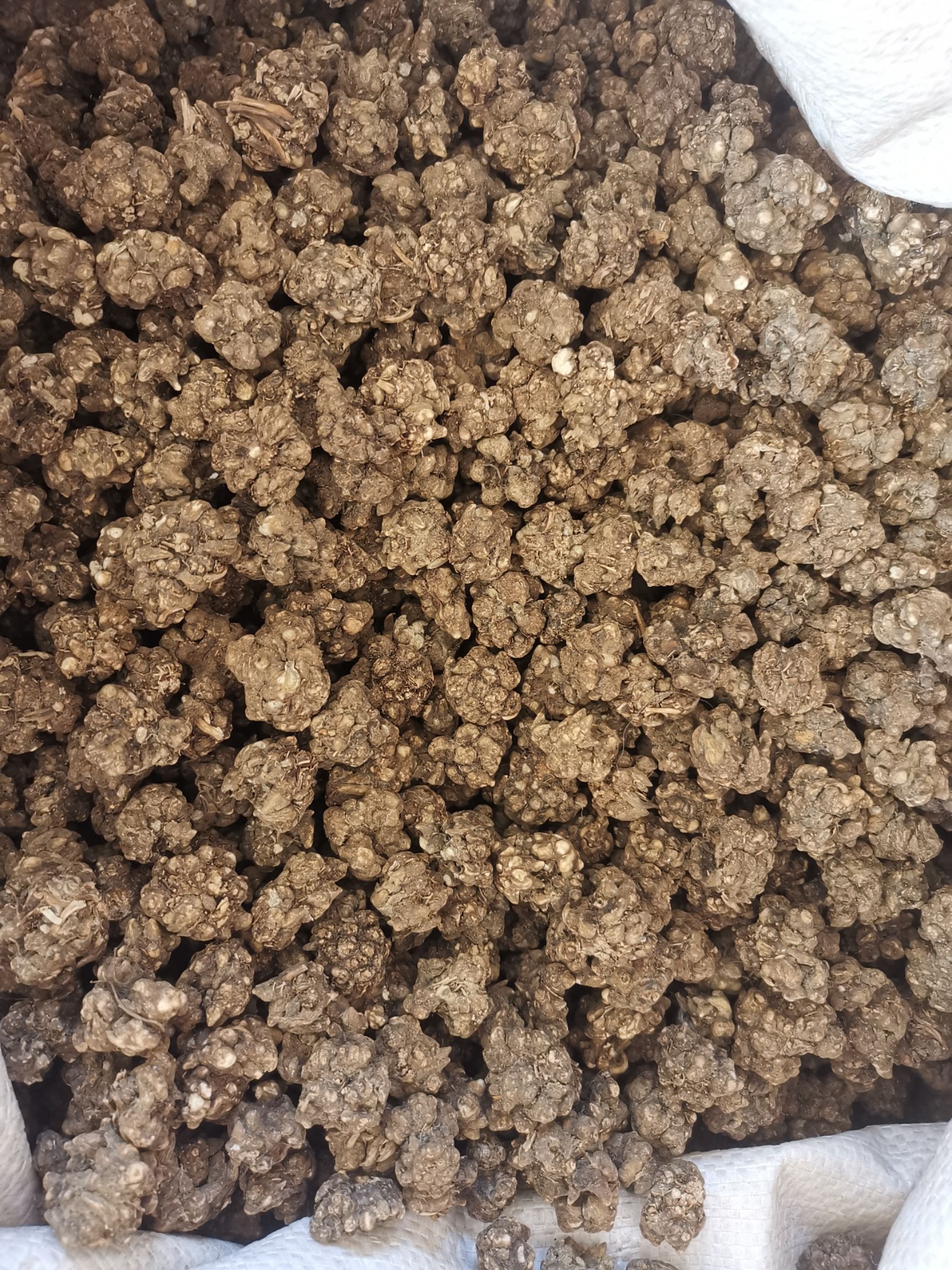 猫爪草 全干无硫净货 规格齐全可供大货批发零售猫爪草水洗货