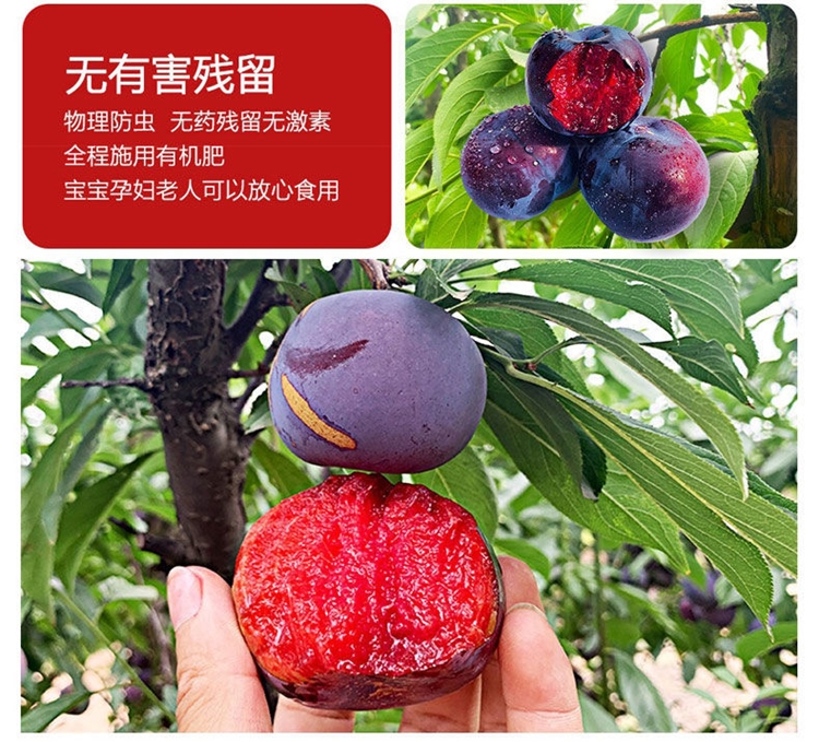 陕西新鲜红肉玫瑰血丝李子