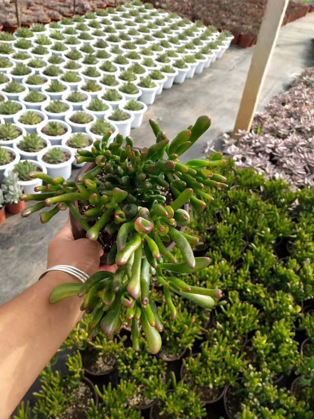 160杯吸财树，基地直销欢迎各位老板选购