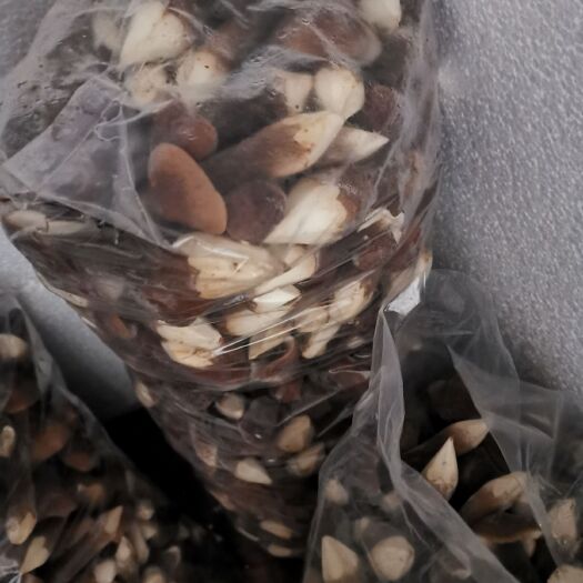 德兴市鸡枞菌 黑皮鸡纵菌