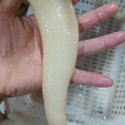 象拔蚌海蚌干海笋贝海竹干品原料批发