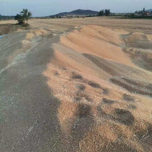 枣庄 小麦