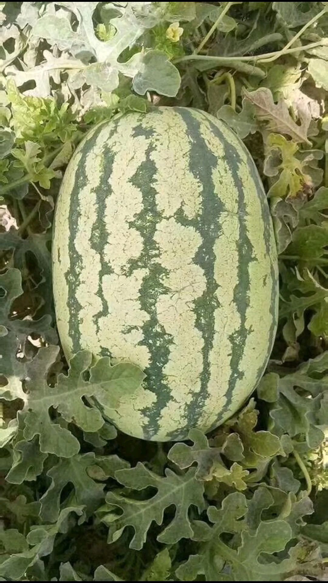 金城5号西瓜  湖北西瓜沙漠露天双红金城五号，精品货！